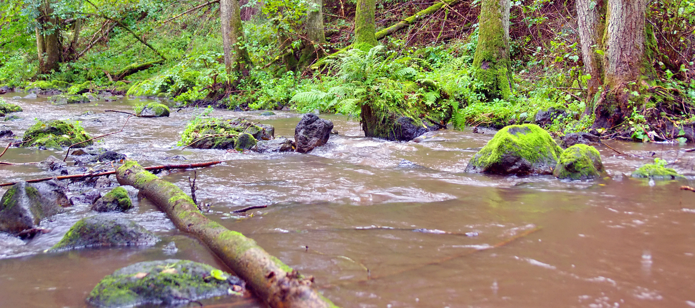 Da wo der Wildbach rauscht