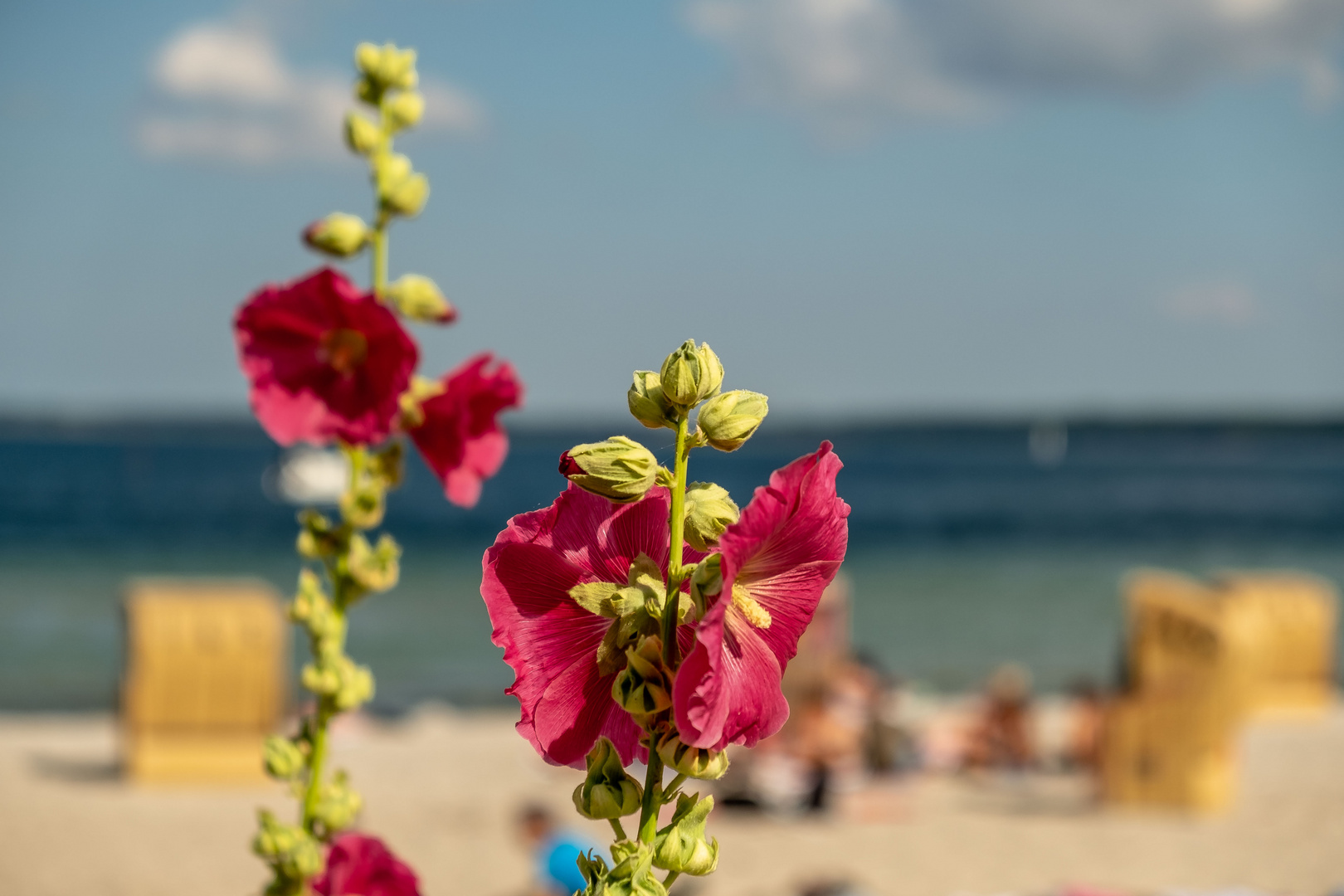 da, wo die Blumen blühen