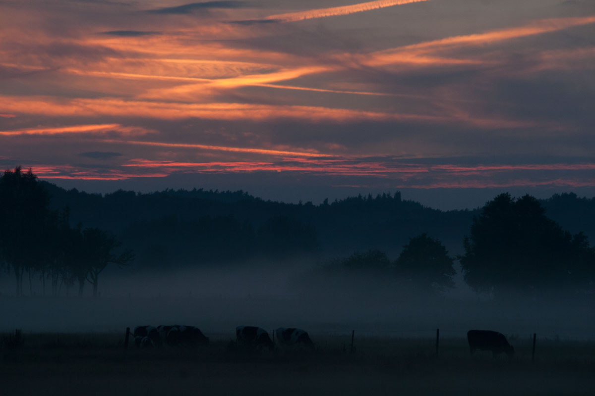 Da wo die Büffel grasen - in Brandenburg