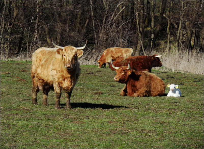 :-) ..da wo die Milch herkommt, da is' niiieeeedlich