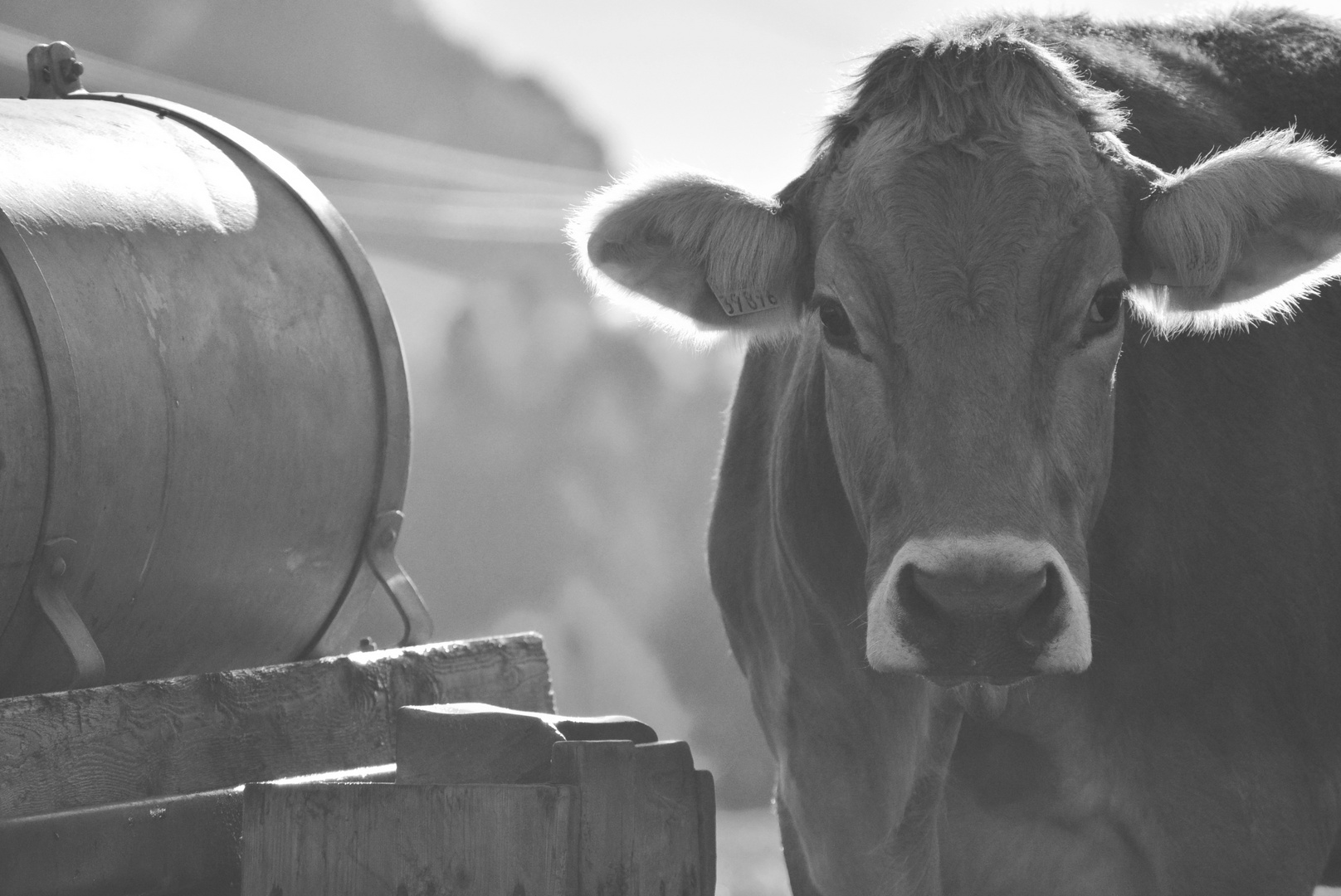 Da wo die Milch herkommt