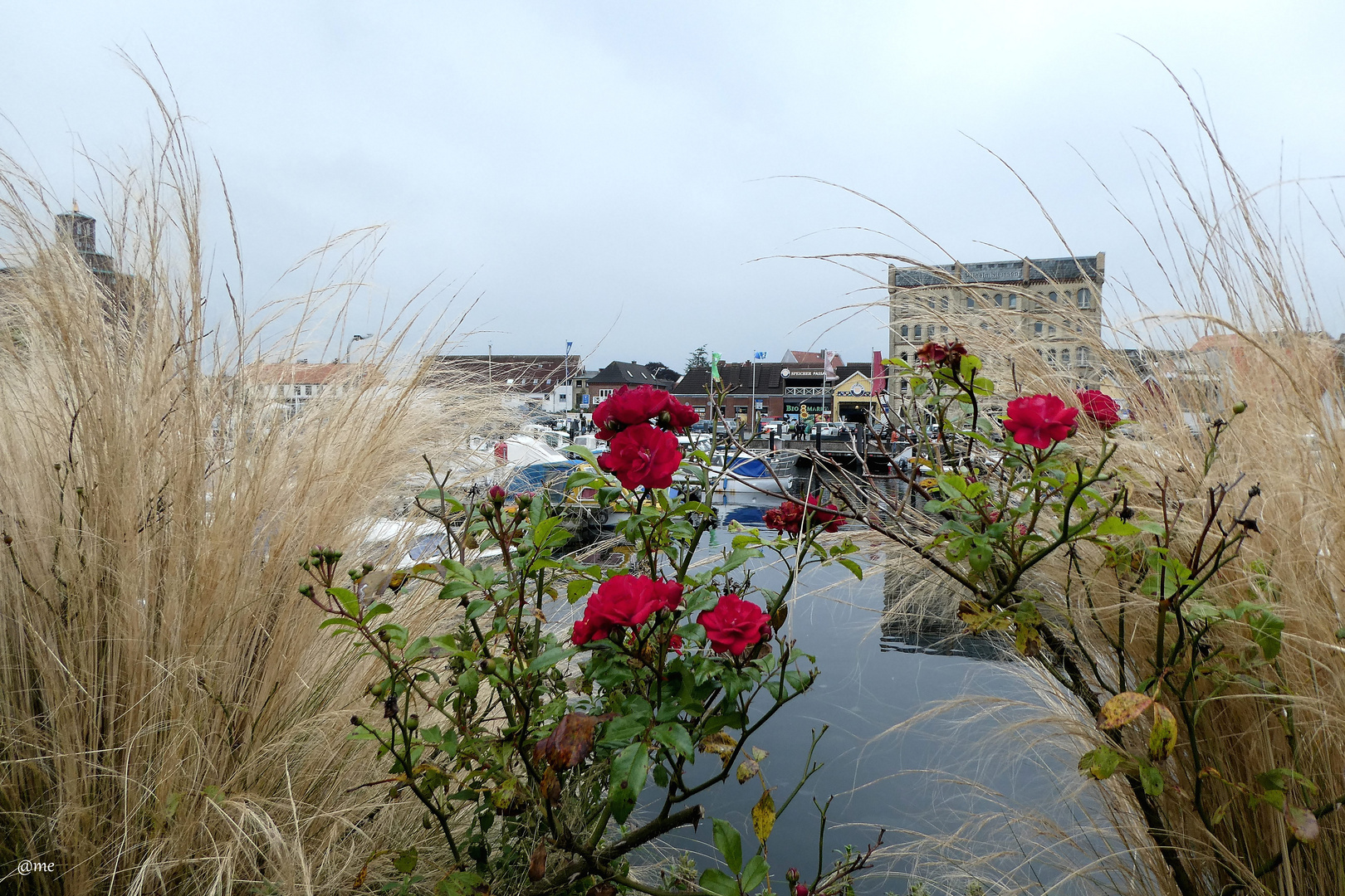 da wo die Rosen blühen