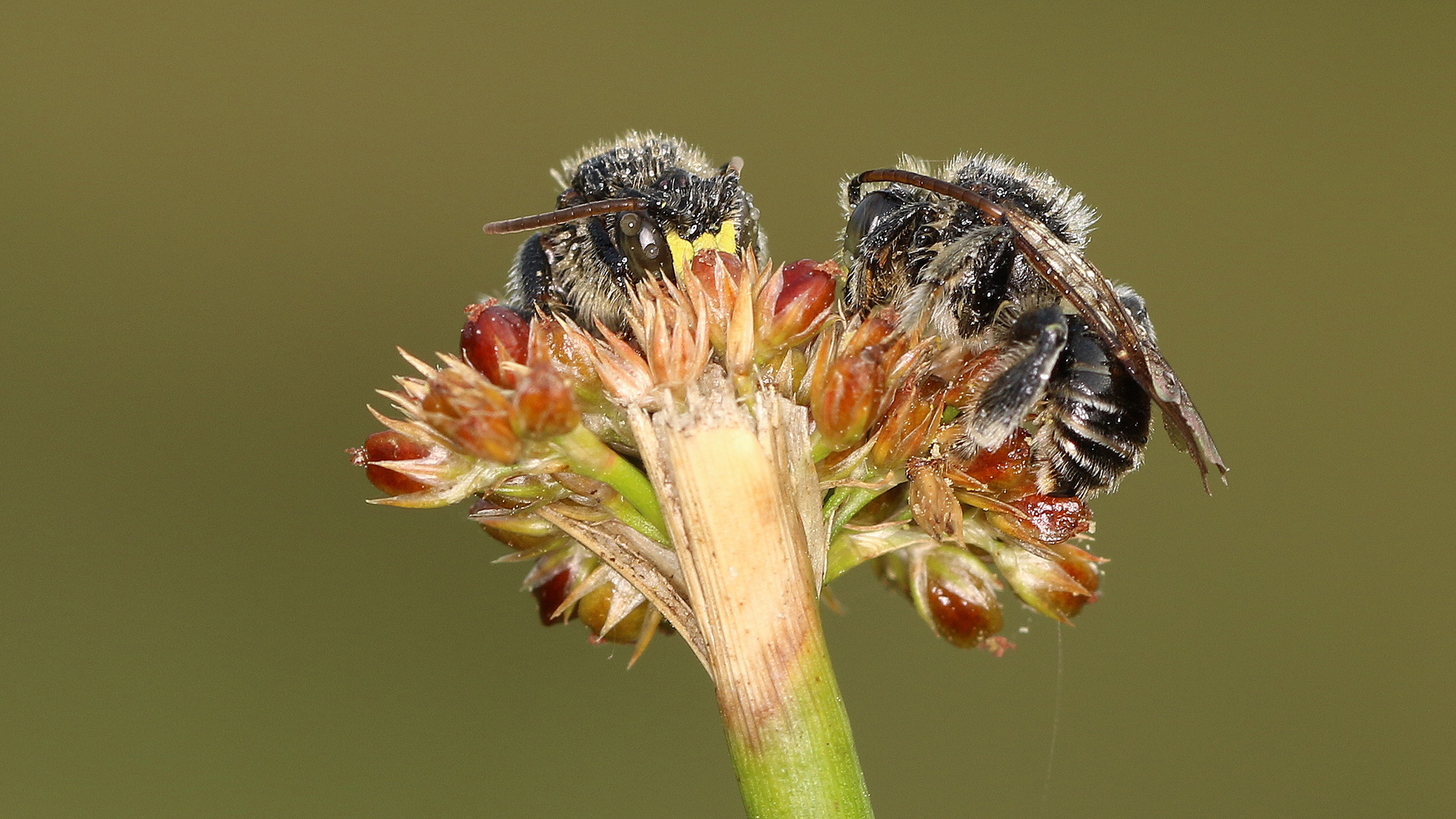 Da wo die Wildbienen schlafen II... 