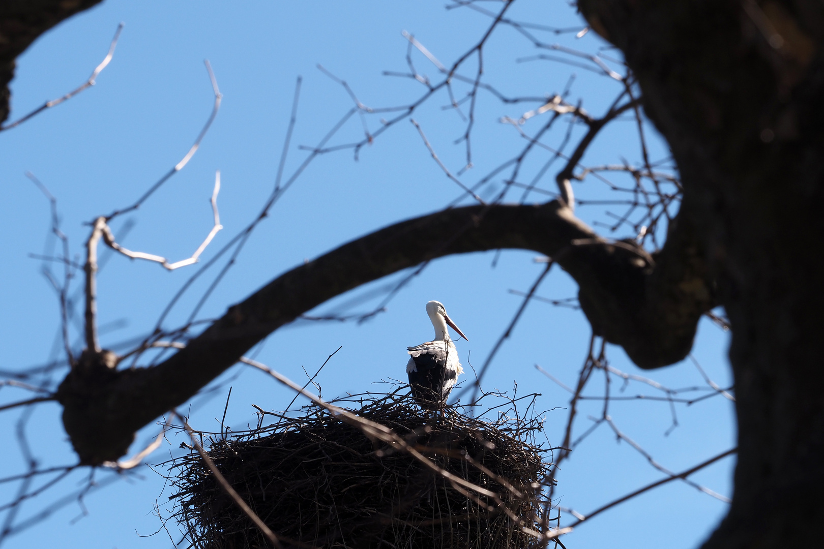 da wohnt der storch