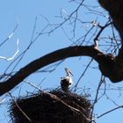 da wohnt der storch