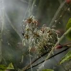 Da wuchs die Hecke riesengroß !!!