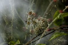 Da wuchs die Hecke riesengroß !!!