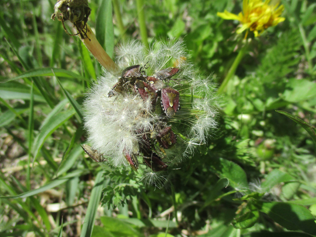 Da wuslte es nur so an den Pusteblumen 