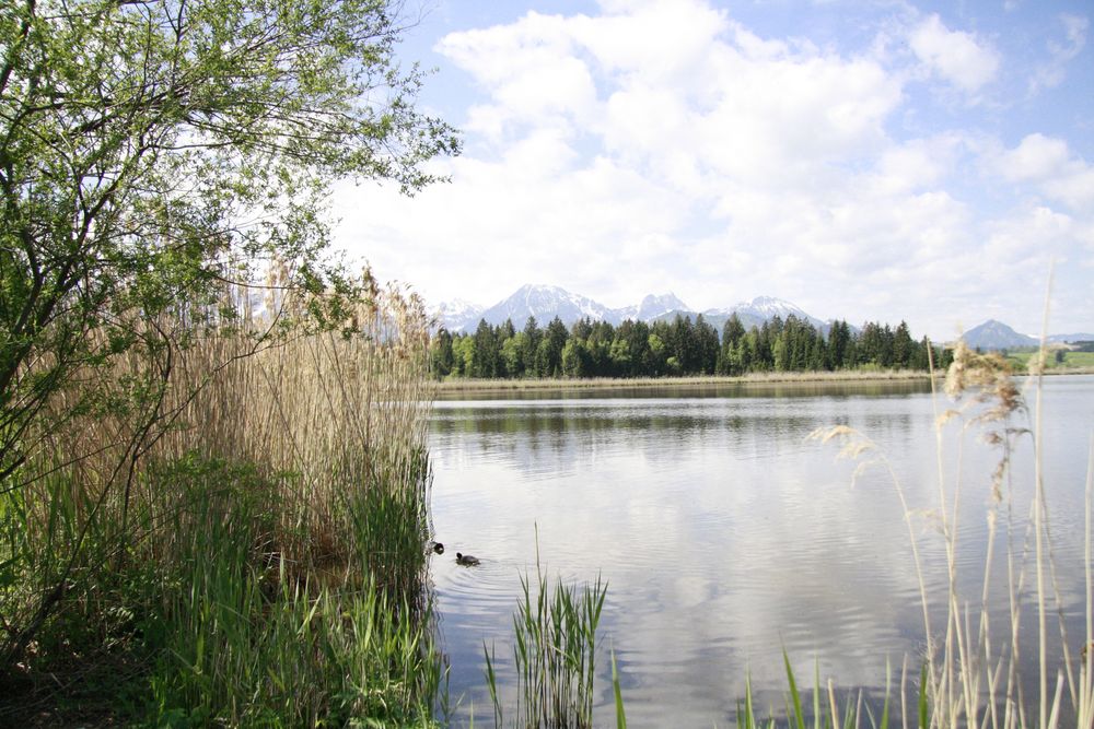 Hopfensee von Roehrich1981