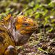 Iguane terrestre