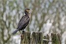 Der Kormoran hockte in aller Ruhe . . . von Günther Metzinger