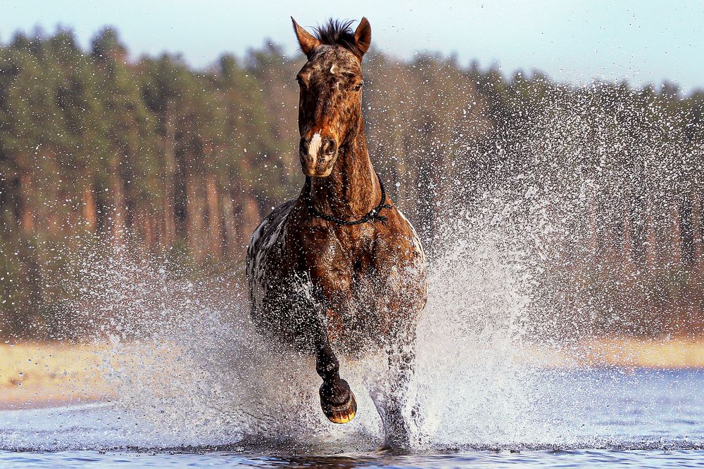 Pferd imWasser von Fascination in Picture - Bettina Kuß