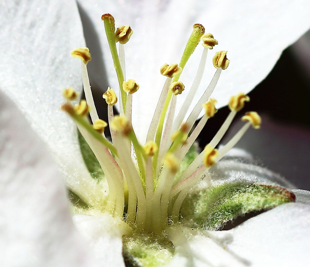 Apfelblüte von Wilfried_S.