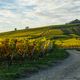 Herbst im Rheingau