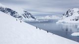 Penguins climbing up the hill by Bobby Beinhardt