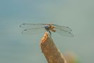 Dragonfly. von mario valentini 