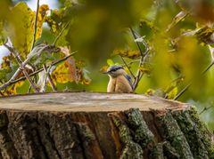 "Daaa ist doch was - aha, ein Kleiberchen"