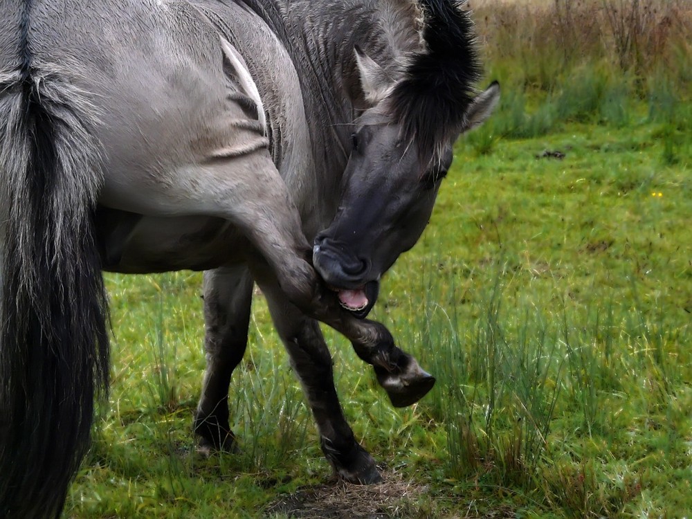 Daaa sind die Zebrastreifen