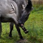 Daaa sind die Zebrastreifen