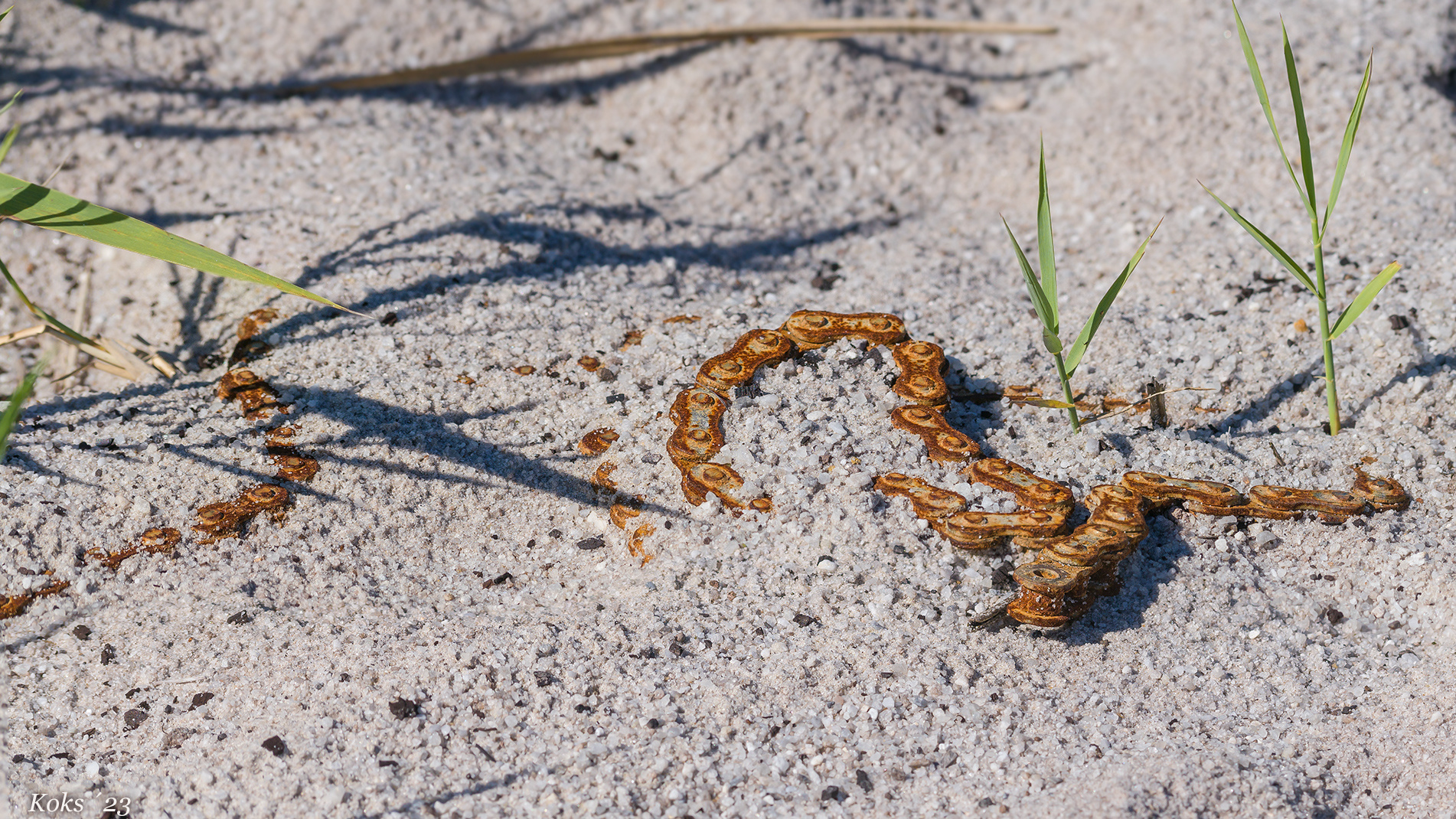 Daboia rostica Foto & Bild tiere, wildlife, amphibien & reptilien