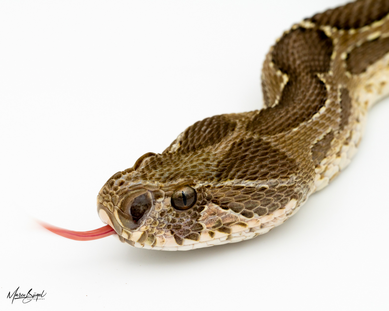 Daboia russelii (Kettenviper)