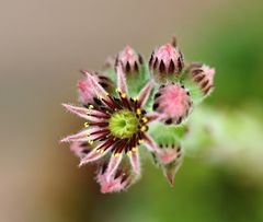 Dach-Hauswurz, Blüte