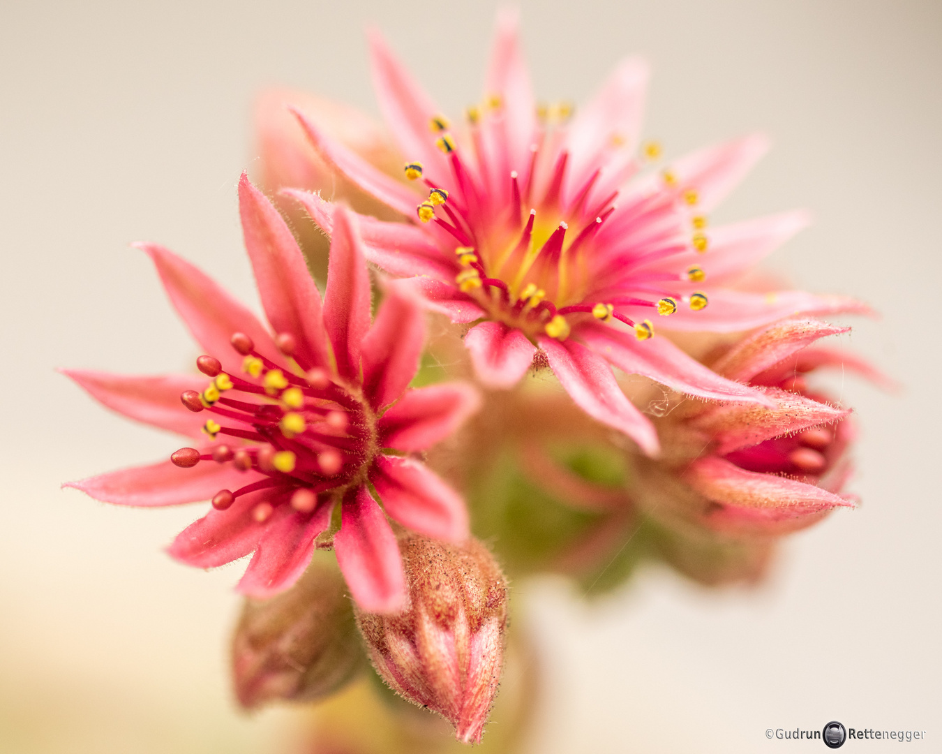 Dach-Hauswurz (Sempervivum tectorum)