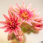 Dach-Hauswurz (Sempervivum tectorum)