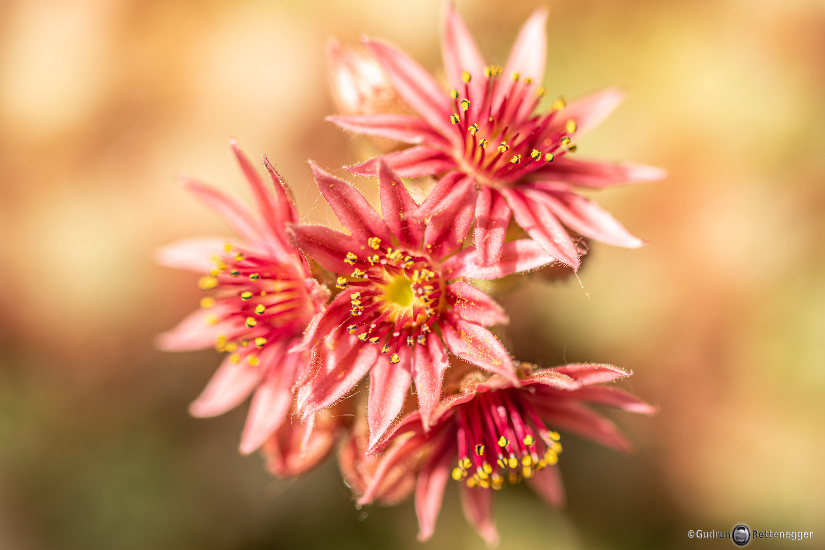 Dach-Hauswurz (Sempervivum tectorum)