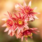 Dach-Hauswurz (Sempervivum tectorum)