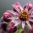 Dach-Hauswurz (Sempervivum tectorum)