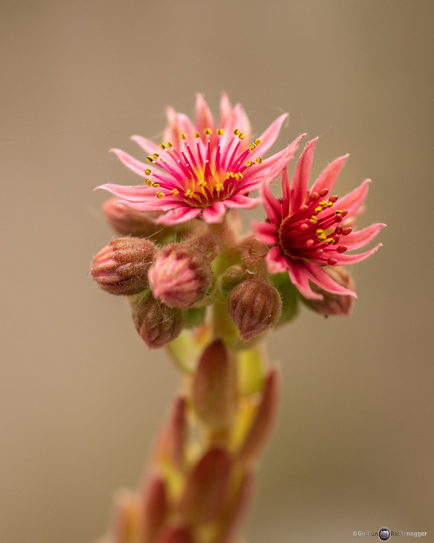 Dach-Hauswurz (Sempervivum tectorum)