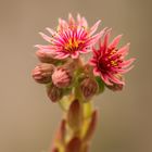 Dach-Hauswurz (Sempervivum tectorum)