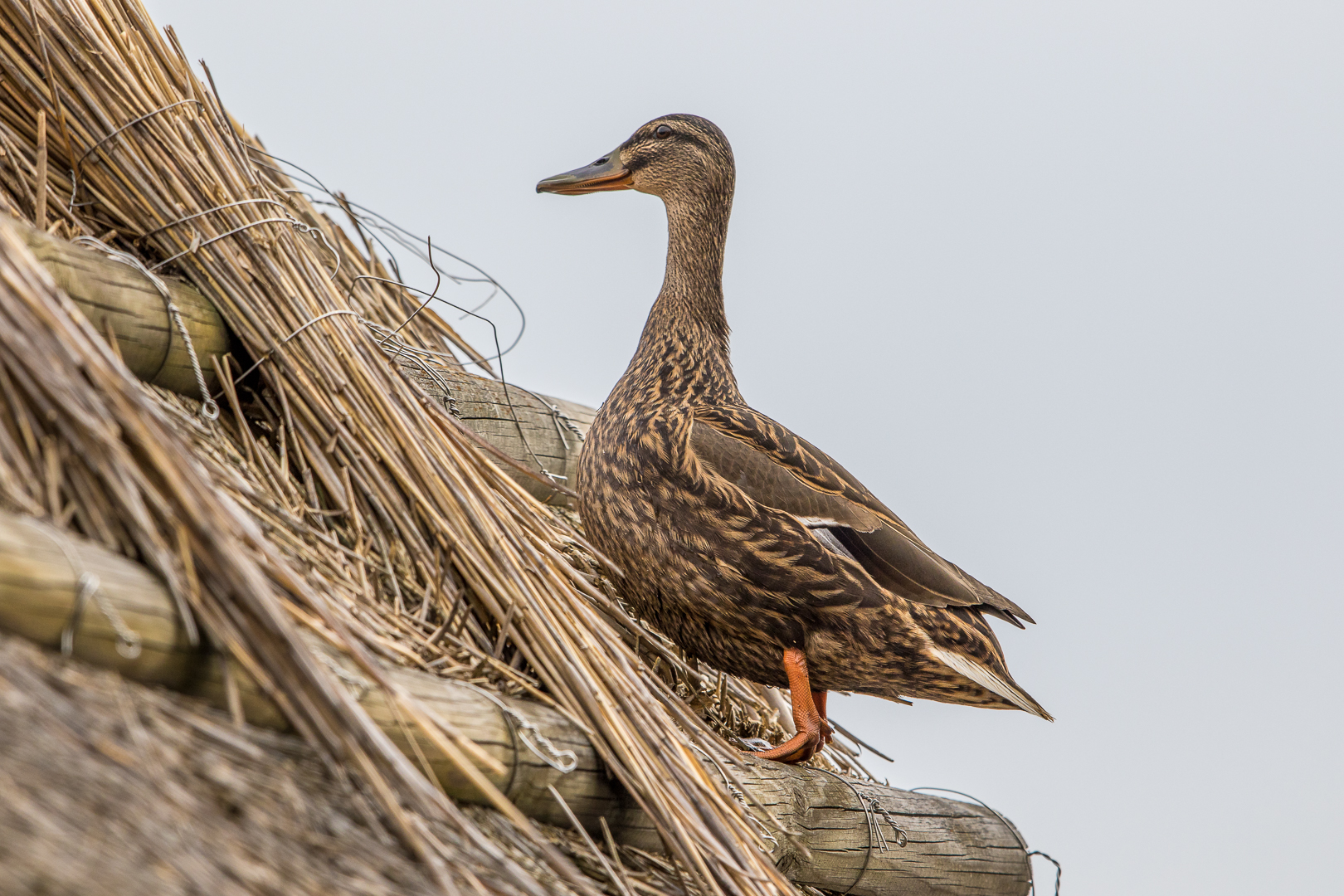 Dach-Stockente ; ))