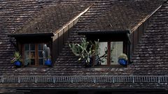 Dachblumen 