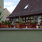 Dachgarten