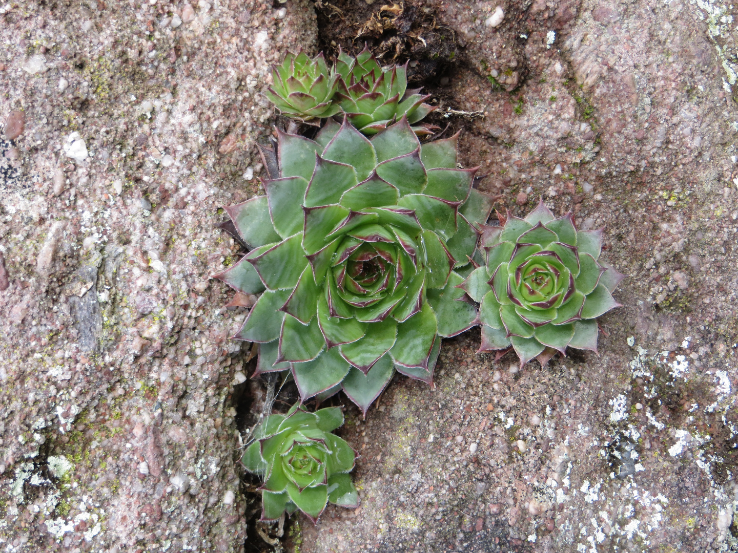 Dachhauswurz - Sempervivum tectorum