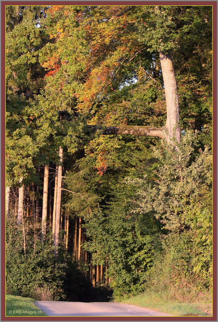 Dachlissen-Mettmenstetten die andere Seite 2019-10-14 064 ©