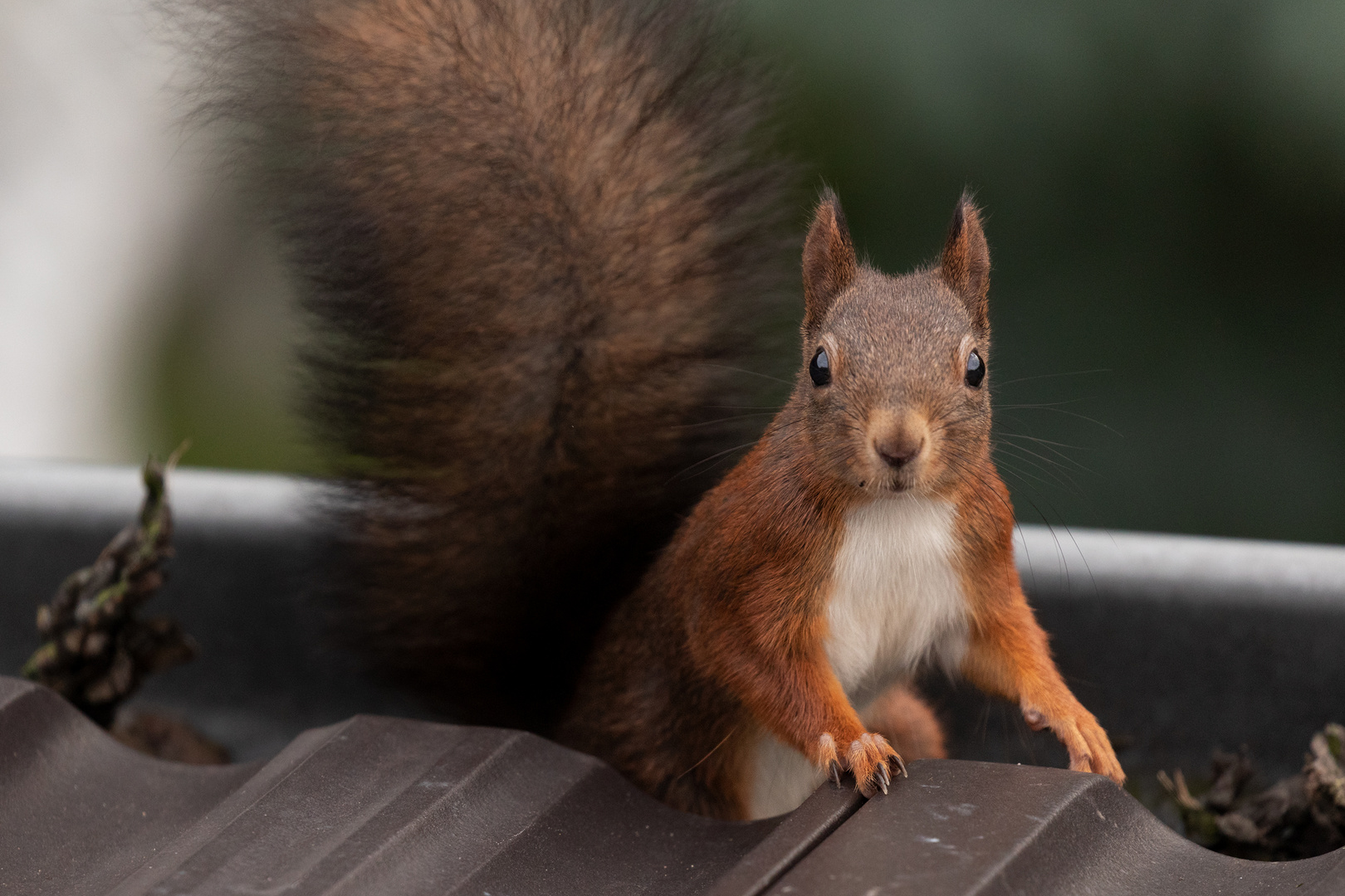 Dachrinne mit Eichhörnchen