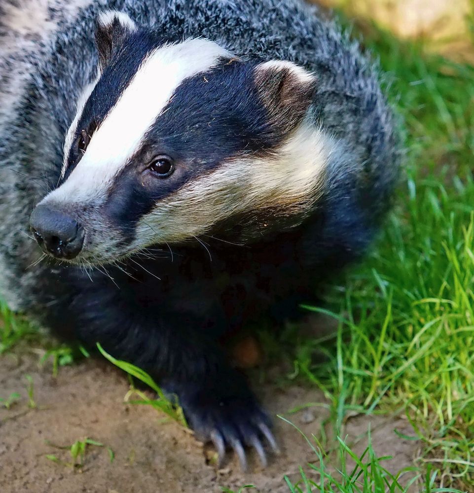 Dachs Foto & Bild | tiere, natur Bilder auf fotocommunity
