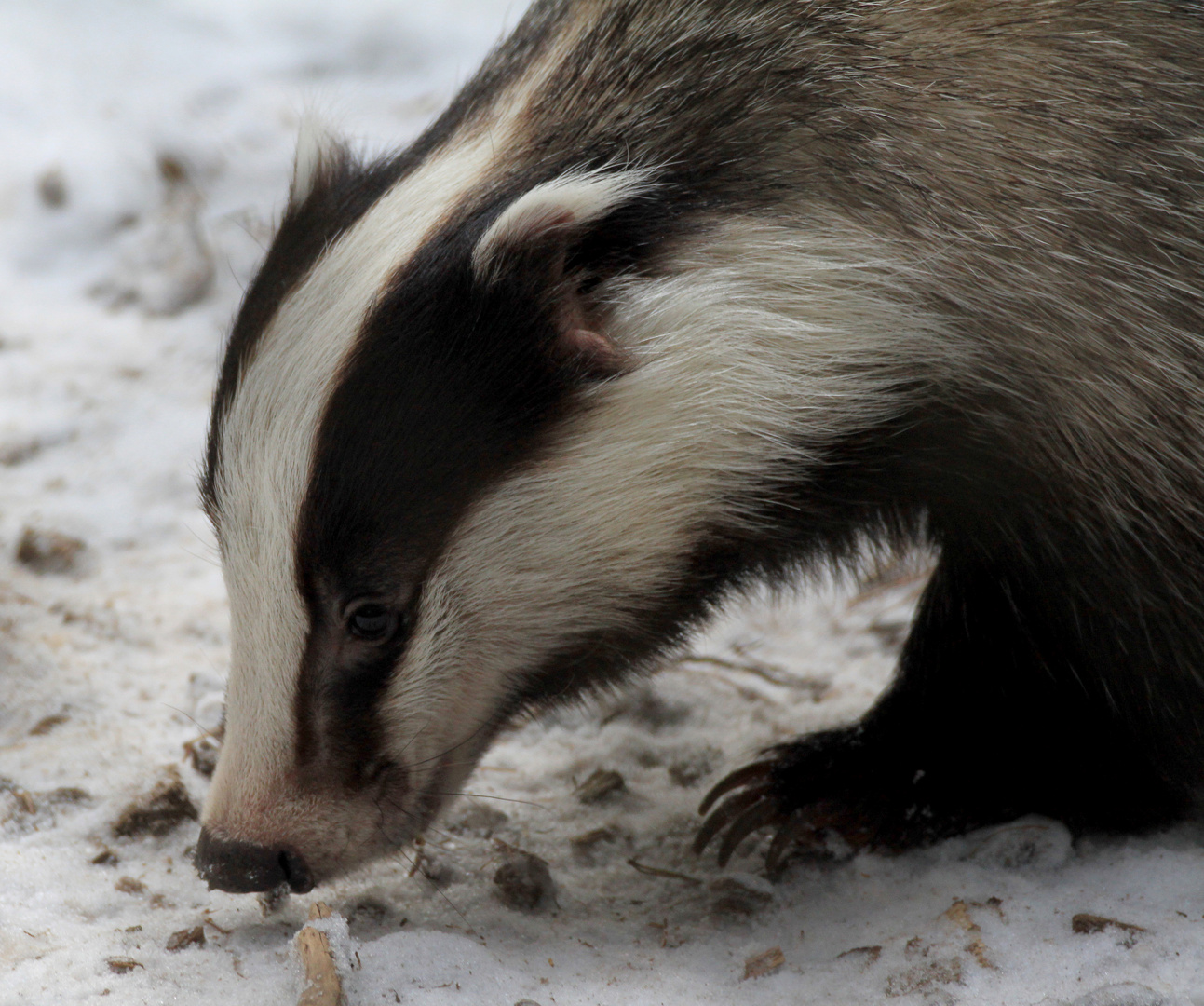 Dachs Foto & Bild | tiere, zoo, wildpark & falknerei, säugetiere Bilder