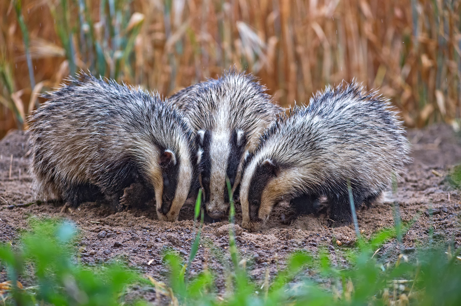 Dachs Foto & Bild | tiere, wildlife, wildlife luder-futterplätze Bilder
