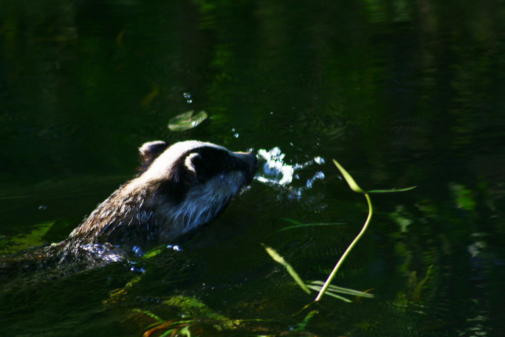 Dachs beim Schwimmen