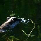 Dachs beim Schwimmen