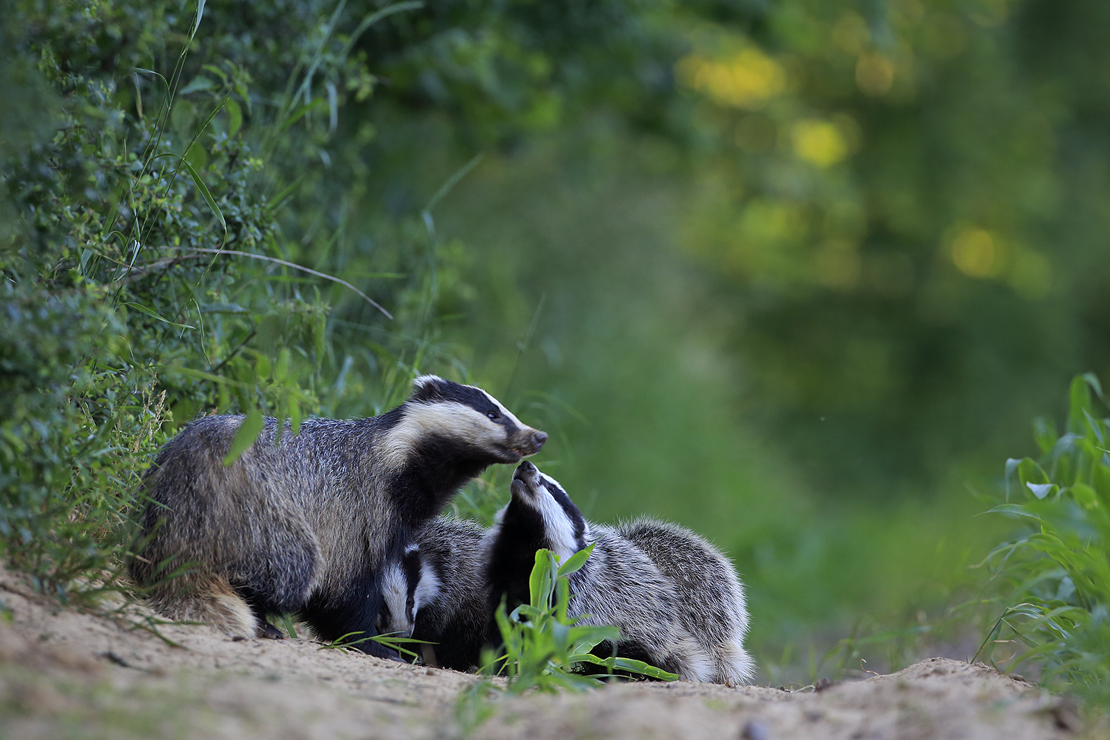 Dachs European Badger Meles meles 