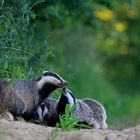 Dachs European Badger Meles meles 