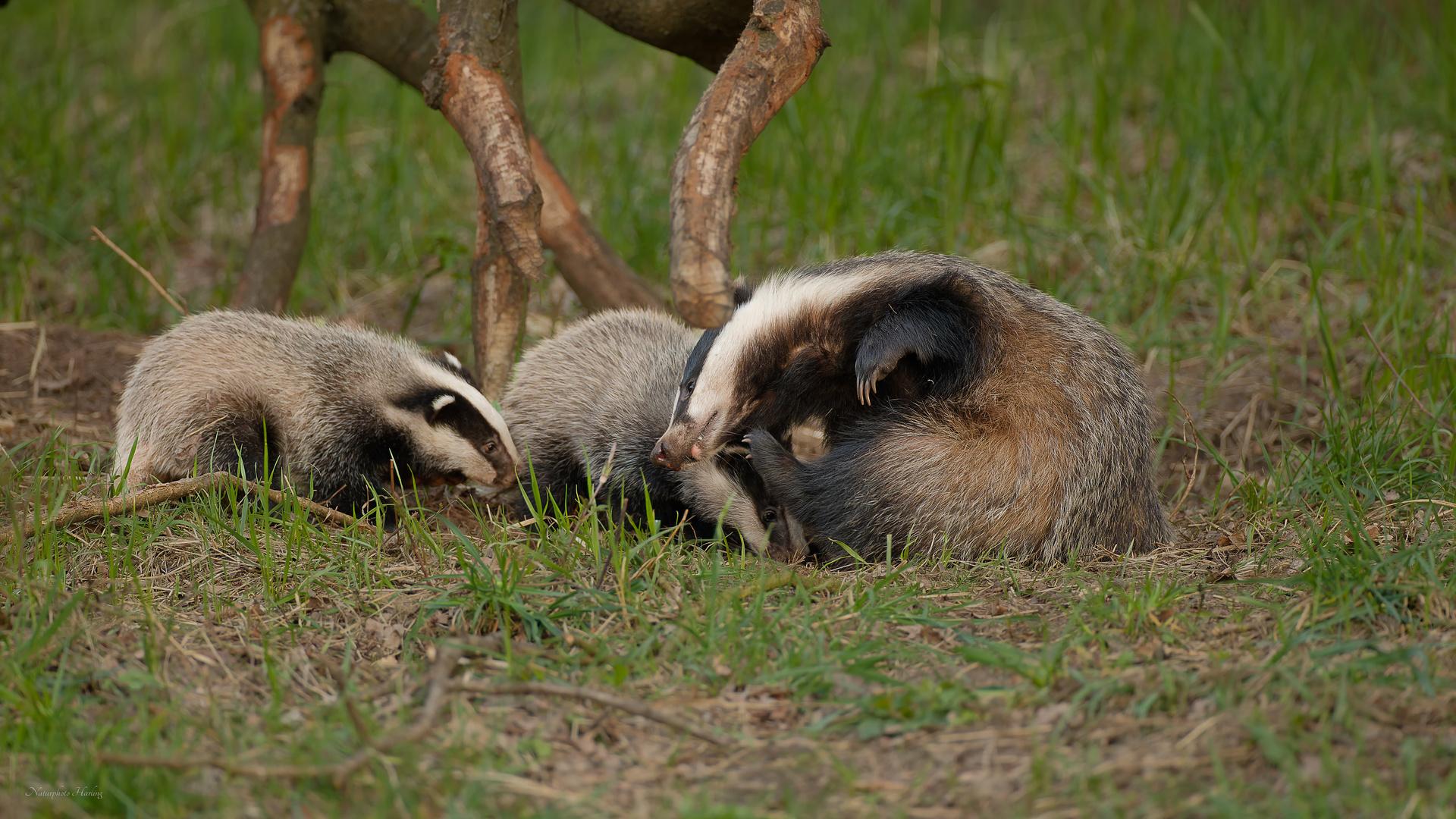 Dachs Familie 