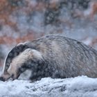 Dachs im Flockenwirbel