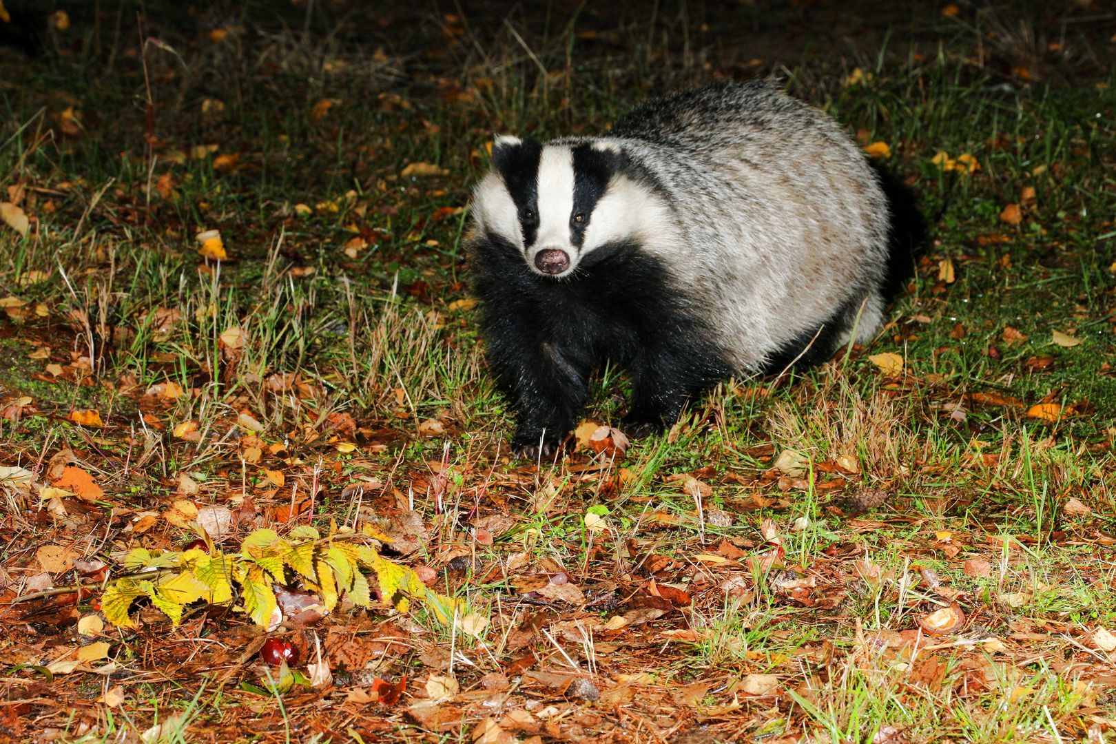 Dachs im Herbst Foto & Bild | natur, wildlife, dachs Bilder auf