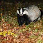 Dachs im Herbst